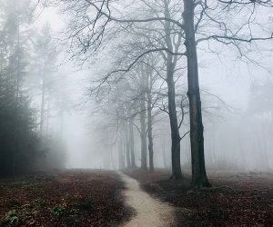 Photo of a forest path in the fog